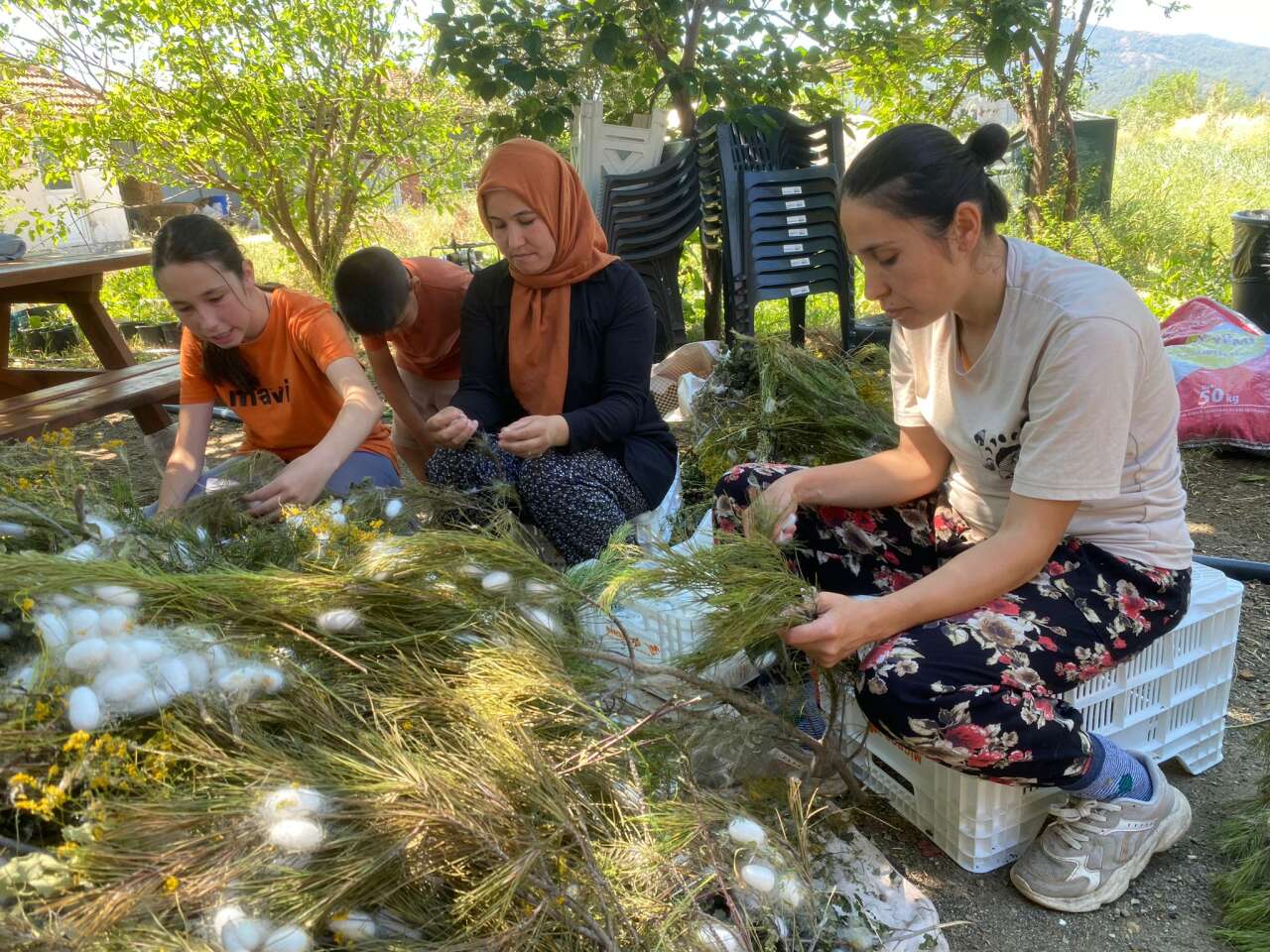 Muğla Köyceğiz’de Beyaz Altın Hasadı Başladı: Bir Böcekten Binlerce Metre İpek Çıkıyor 2